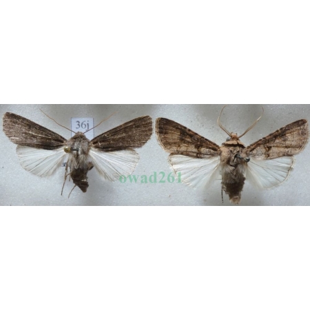 Agrotis segetum (Denis & Schiffermüller, 1775) pair Rolnica zbożówka Czech36j